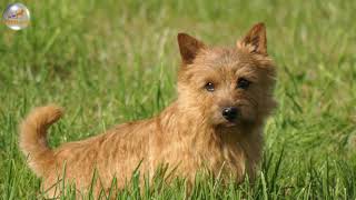 Norwich Terrier [upl. by Ardnoyek785]