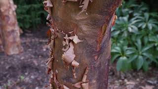 Acer griseum  Paperbark Maple [upl. by Yessak]