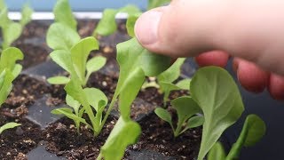 How to Grow Lettuce From Seed Indoors amp Harvest in One Month  LucasGrowsBest [upl. by Tibold]