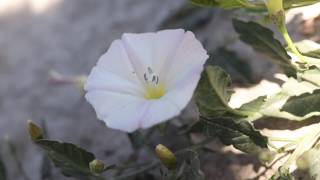 FIELD BINDWEED Convolvulus arvensis [upl. by Anawqahs665]