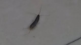 Silver Fish 🪶 Lepisma saccharina  Insecta  Arthropoda  Silverfish Insect [upl. by Merilee]