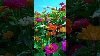 Zinnia flower 🌺🌼colorful zinnia zinniaflower rosegarden flower beautiful flower 29 [upl. by Naneik]