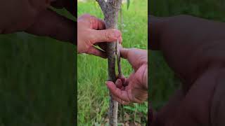 How to Feeding seedlings  Easy Grafting part 907 [upl. by Aicinat]