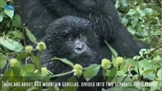 The Story Of Dian amp Digit  for The Dian Fossey Gorilla Fund Int [upl. by Dhiman]