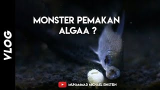 Ikan Pembersih Aquarium  American Flagtail [upl. by Htiderem]