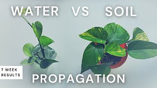 Water vs Soil Propagation 7 Week Comparison with Pothos  Should I propagate in water or soil [upl. by Kiyohara616]