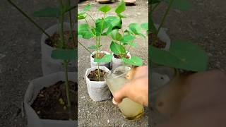 ছত্রাকজনিত রোগ দমনে চারা শোধন পদ্ধতি  seedlings treatment by fungicide চারাশোধন [upl. by Atram]