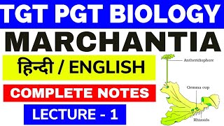 MarchantiaMarchantia ClassificationMarchantia BryophyteClassification of MarchantiaMarchantia1 [upl. by Moulton]