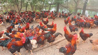 Free Range Chicken Farming  Feeding 1000 Native Chickens [upl. by Swithbert]