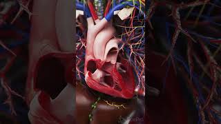 💓 The Beating Heart in Situ A Closer Look 💓 anatomy [upl. by Noell218]