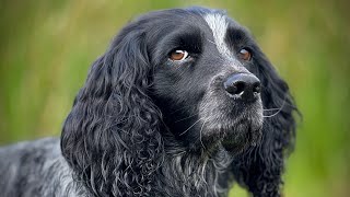 Gundog Training  Training Never Stops [upl. by Tobie731]