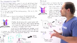 Major Histocompatibility Complex MHC Class I and II [upl. by Abisia]