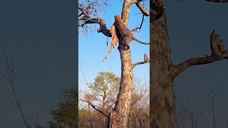 Close Call Hyena Chases Leopard Up Tree [upl. by Narrat774]