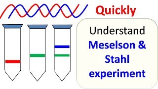 Meselson and Stahl experiment [upl. by Eiknarf442]