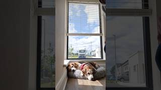 Beagle Dogs React to Human Taking Over Their Job [upl. by Ahsei587]