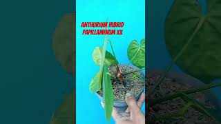 anthurium kuping gajah papillaminum hibrid plants kupinggajah anthuriumlovers [upl. by Minton]