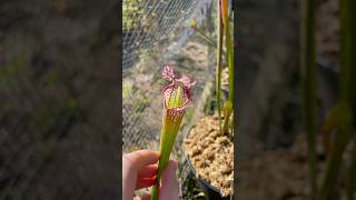 Sarracenia Leucophylla “Hurricane Creek White” X “Super Pink sarracenia plants nature carnivore [upl. by Foley364]