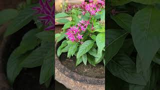 Beautiful pentas plant garden flowers youtubeshorts shortsfeed shorts [upl. by Ines]