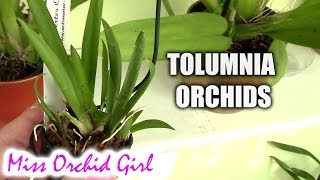 Tolumnia orchids  basic care tips [upl. by Mcconnell]