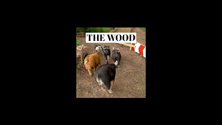 New Pig Racing Racetrack  THE WOOD Trailer [upl. by Alledi]