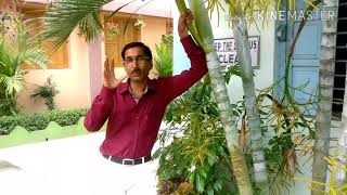 The Flowers and Fruits on Areca Palm and Phoenix [upl. by Godard]