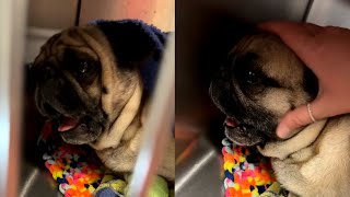 Dog Wakes Up Screaming From Anesthesia After Losing His Testicles [upl. by Edlihtam]