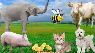 Farm Animal Sounds Elephant Cow Pig Duck Cat Chicken  Animal Sounds [upl. by Jeu]