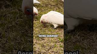 Stunning Corella Cockatoo Sounds  Going Crazy for Grass Roots [upl. by Luthanen]