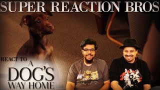 SRB Reacts to A Dogs Way Home International Trailer [upl. by Carmencita]