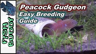 How to Breed Peacock Gudgeons [upl. by Benetta615]