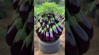 Easy To Harvest Eggplant With Unique Planting Skills shorts satisfying farming [upl. by Attolrahc]