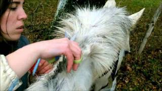 tuto  comment couper la criniere en brosse de mon [upl. by Grote272]