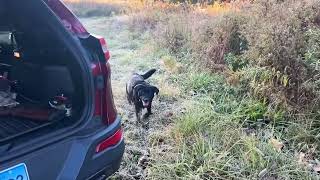 Opening day pheasant season 2024 [upl. by Gilmore]