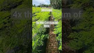 Moringa Tree Benefits moringa moringatree moringabenefits [upl. by Llenahs551]