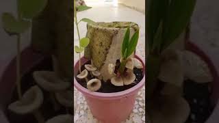 My coconut bonsai 1garden plants [upl. by Lecirg102]