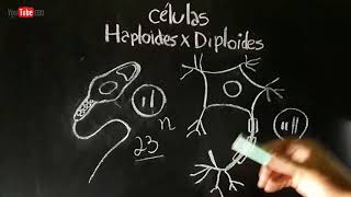 Células HAPLOIDES e DIPLOIDES  Citologia [upl. by Araiek]