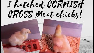 I hatched Cornish Cross MEAT chickens So can you meatchickens hatchingchicks [upl. by Minette]