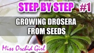 Growing Drosera carnivorous plants from seeds  Step by step  Part 1 [upl. by Forkey544]