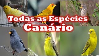 Todas Espécies de canários [upl. by Eecyaj]