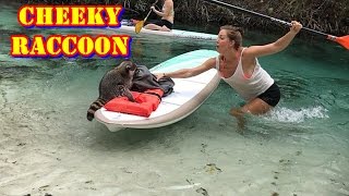 Cheeky raccoon tries to steal a kayakers food [upl. by Nehtan]