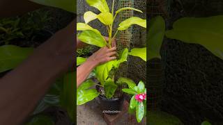 HELPING PHILODENDRON PLANT🙂🙂  GARDEN trending youtubeshorts [upl. by Akcemat256]