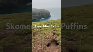 Adorable Puffins of Skomer Island 🐧  A 45Second Escape to Pembrokeshire [upl. by Tanny]