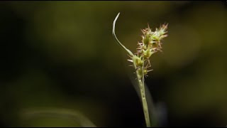 Controlling Sandburs in Grass Areas [upl. by Allehs]