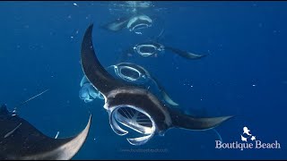 161124 Sandbank Diner Manta Rays amp Whale Sharks Dives at Boudufinulhu Thila Manta Point amp Arches [upl. by Leizar]