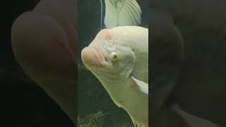 Baby Giant Gourami  Fish Tank shortsvideo youtubeshorts trending giantgourami [upl. by Erika33]