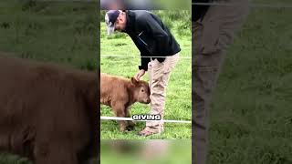 Calf seeks affection from stranger man reciprocates ❤️ [upl. by Winona]