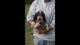 Sweet foster Coonhound puppies with their Beagle mommy [upl. by Zehcnas]