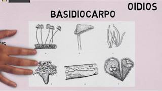 Basidiomycetes Características generales [upl. by Ikaz]