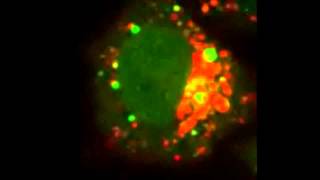 GABARAPs regulate PI4Pdependent autophagosomelysosome fusion [upl. by Gallenz]