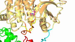 Focal Adhesion Kinase FAK [upl. by Kushner643]